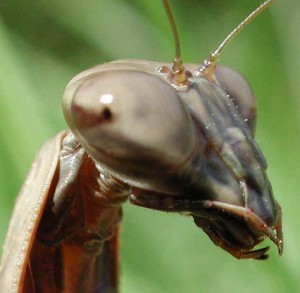 Praying Mantis Parying Mantis